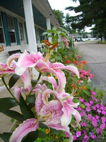 White Trellis Motel North Conway Dış mekan fotoğraf