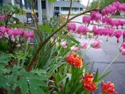 White Trellis Motel North Conway Dış mekan fotoğraf