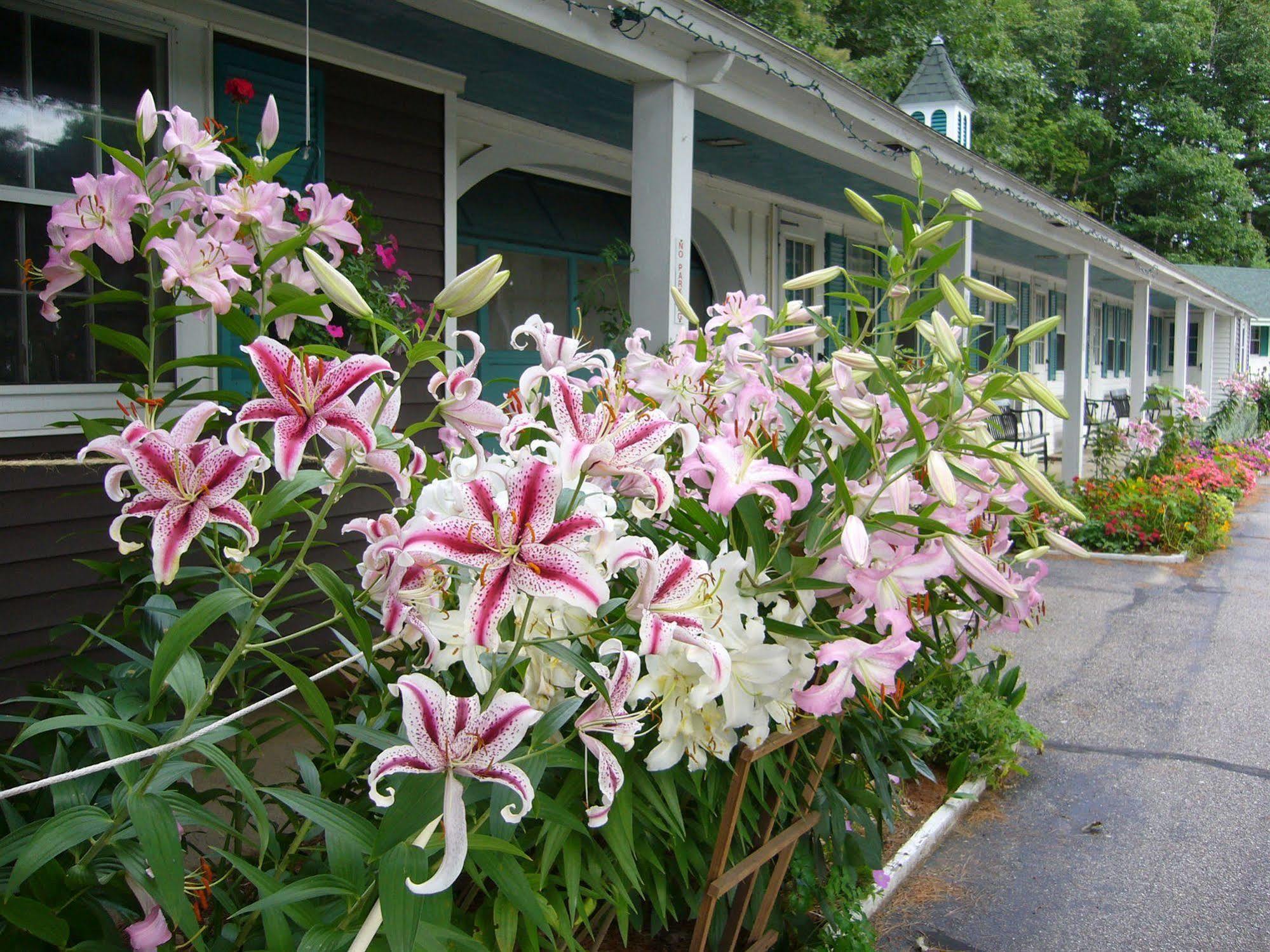 White Trellis Motel North Conway Dış mekan fotoğraf